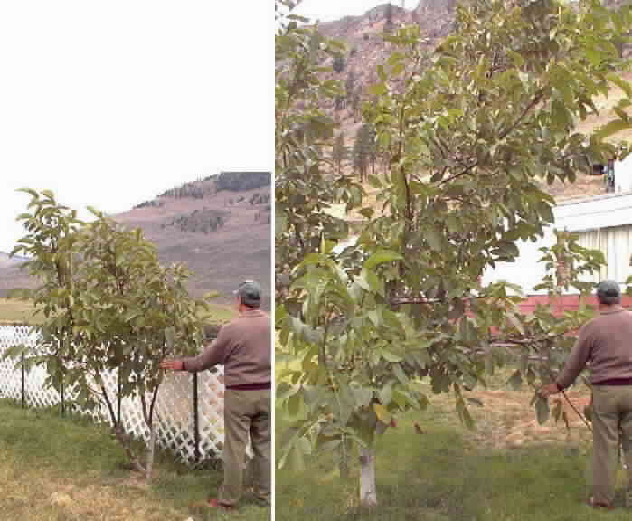 ormusnoyer
