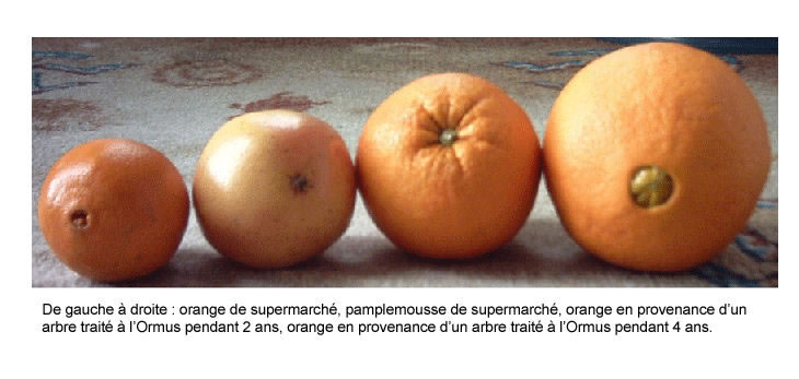 ormusoranges